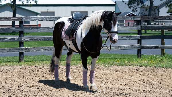 mare-draft-horse