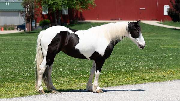 paint-draft-horse