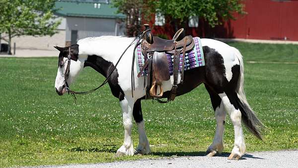 kid-safe-draft-horse