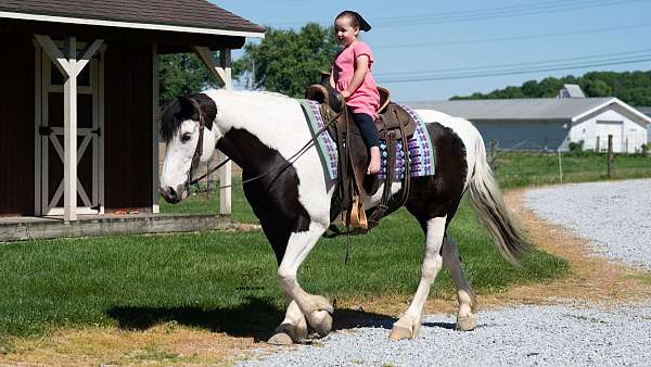 trail-draft-horse
