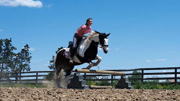 all-around-draft-horse