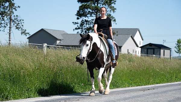 beginner-draft-horse