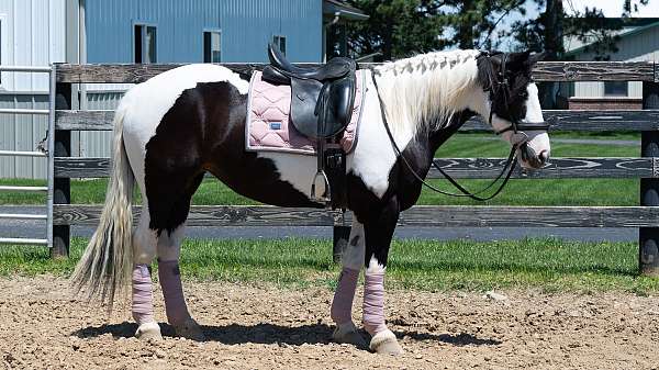 draft-horse