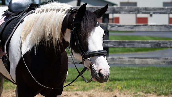 dressage-draft-horse