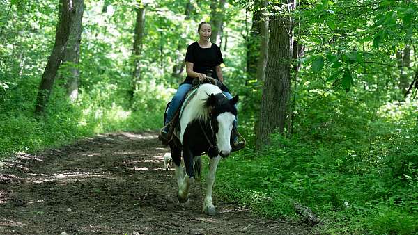 jumper-draft-horse