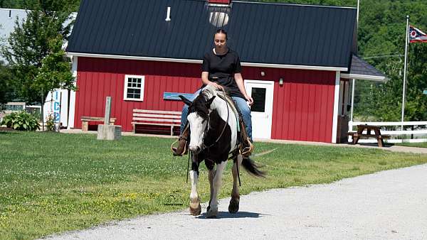 jumping-draft-horse