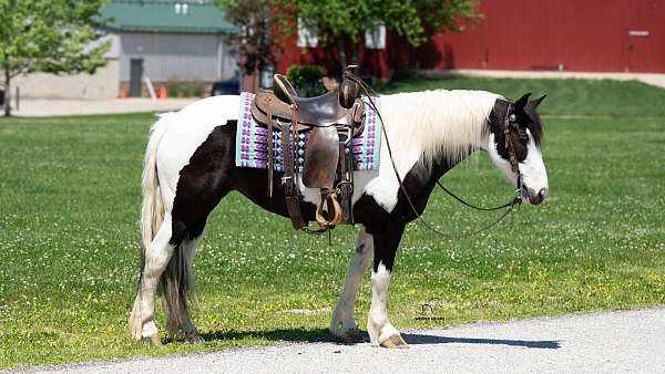 lesson-draft-horse