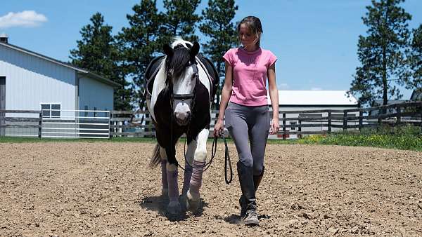 parade-draft-horse