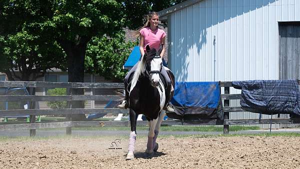 ridden-english-draft-horse