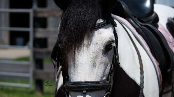 ridden-western-draft-horse