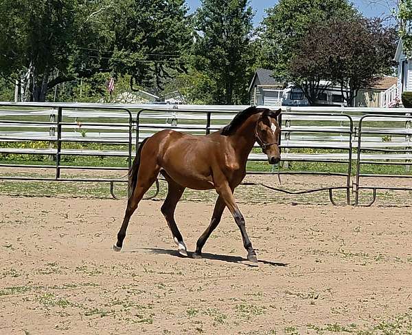 irregular-diamond-2-hind-anklets-horse