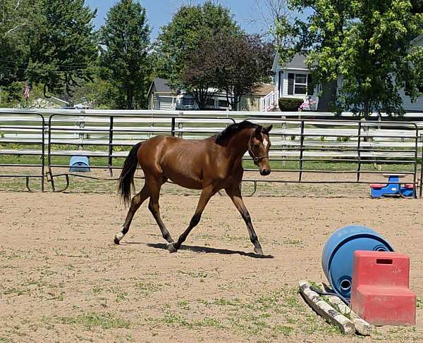 bay-irregular-diamond-2-hind-anklets-horse