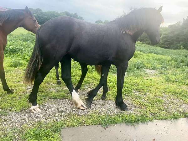 black-andalusian-filly-yearling