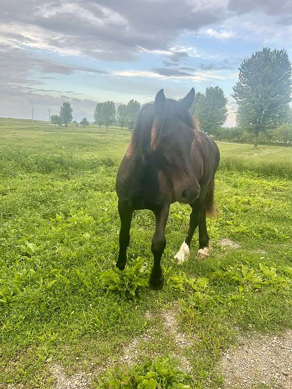 black-friesian-filly-yearling