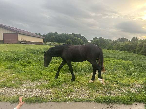 black-draft-filly