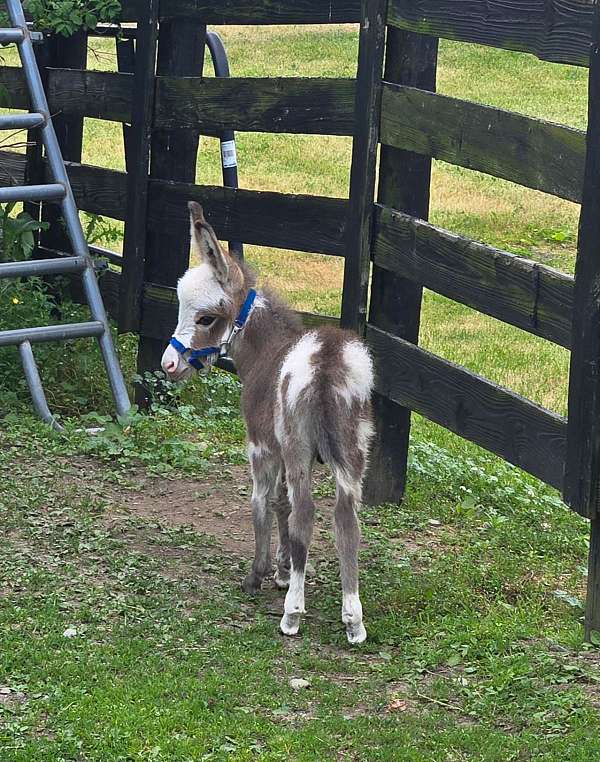 donkey