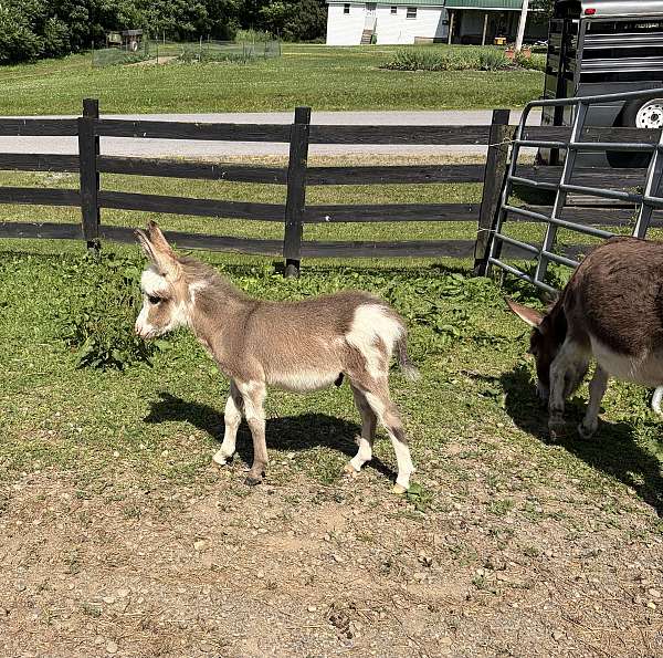 donkey-colt