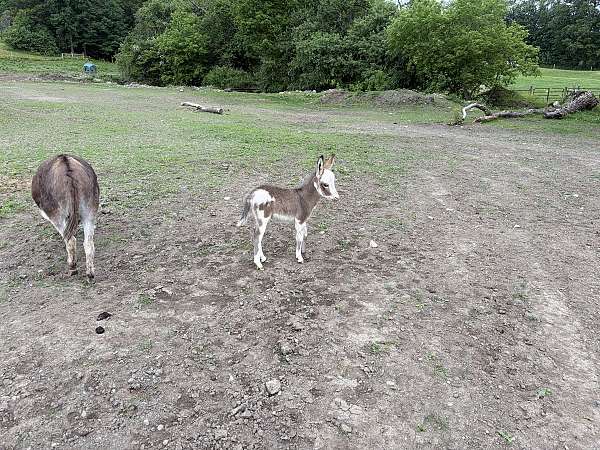 donkey-for-sale