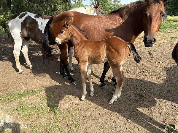 star-socks-on-hind-feet-horse
