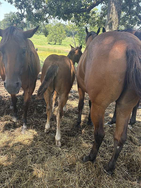 bay-star-socks-on-hind-feet-horse