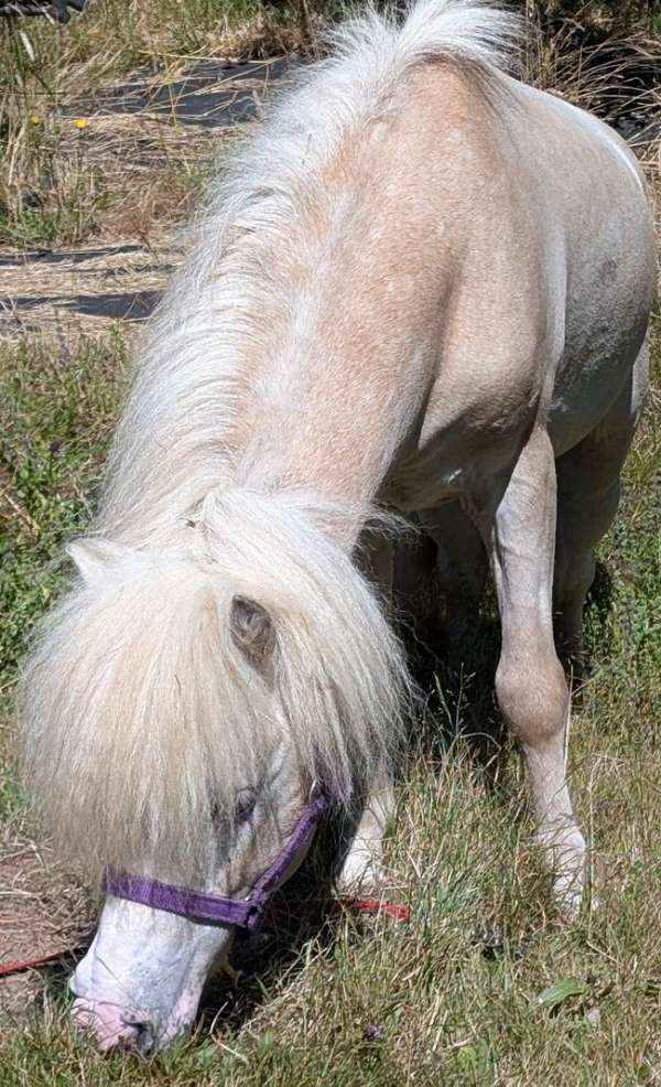 cut-miniature-horse