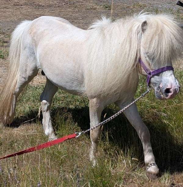buckeroo-son-miniature-horse