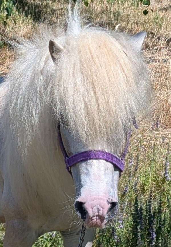 lplp-miniature-horse
