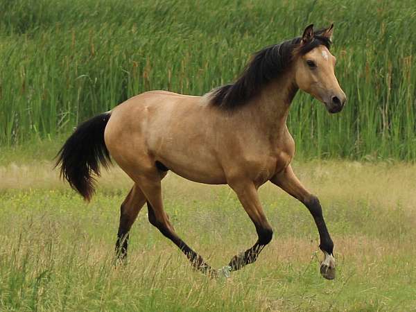 buckskin-morgan-yearling