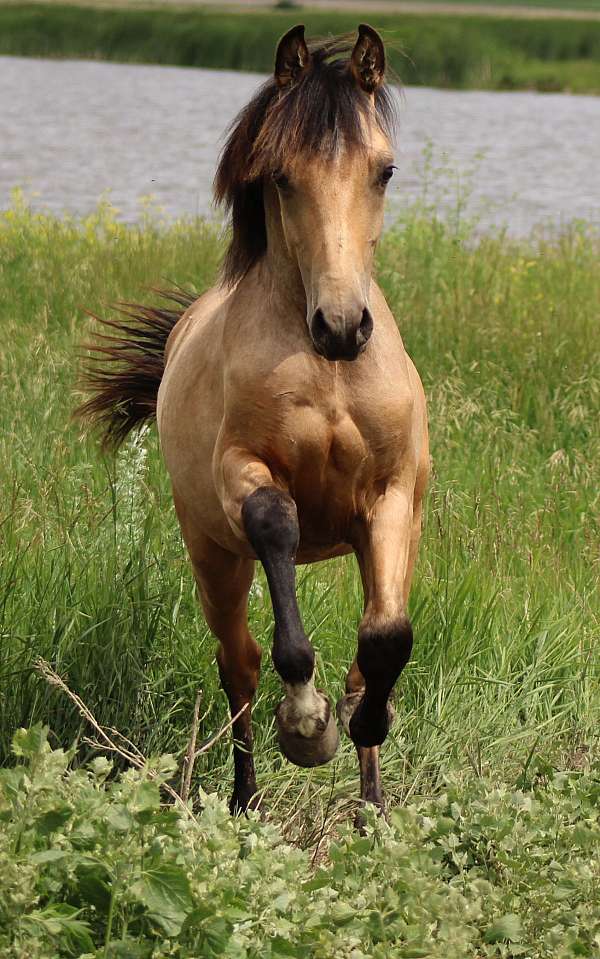 count-morgan-horse