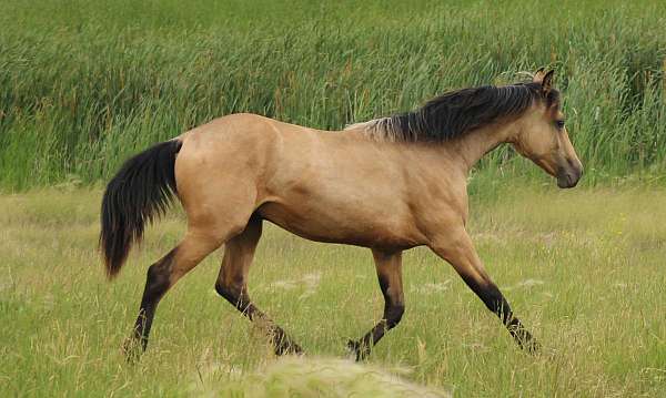handsome-morgan-horse
