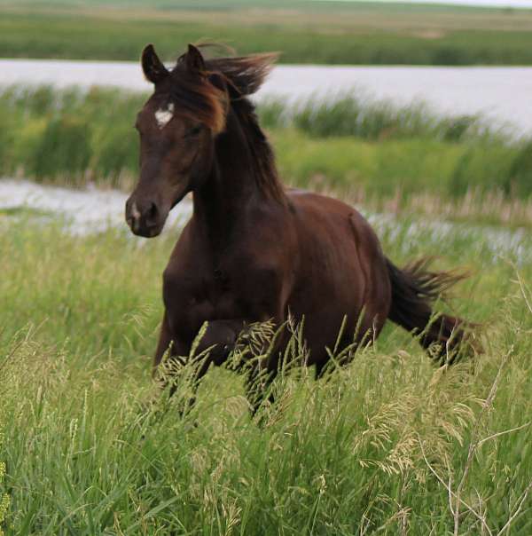 smokey-black-morgan-yearling