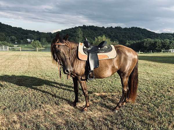 chocolate-no-horse