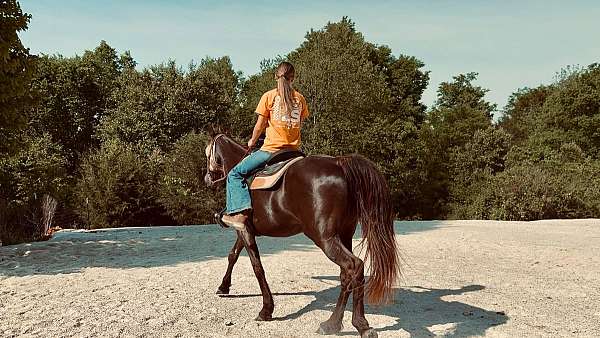 all-around-tennessee-walking-horse