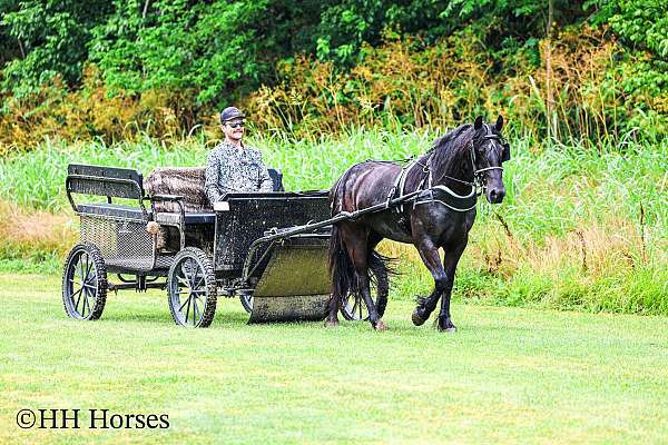 all-around-friesian-horse