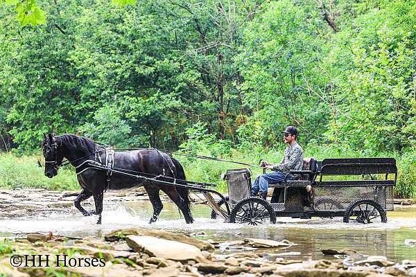 drill-team-friesian-horse