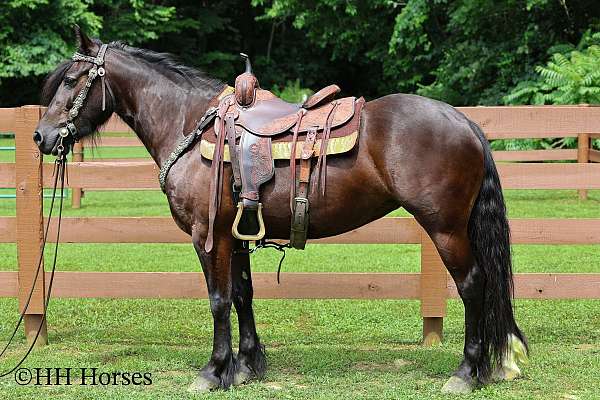 driving-friesian-horse
