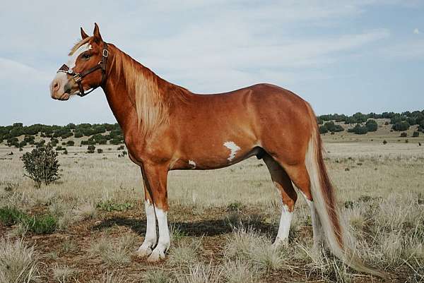 pinto-horse-for-sale