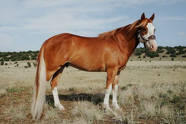 pinto-horse