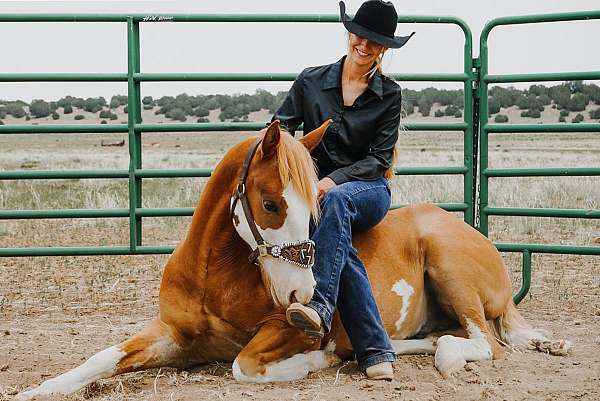 pinto-gelding