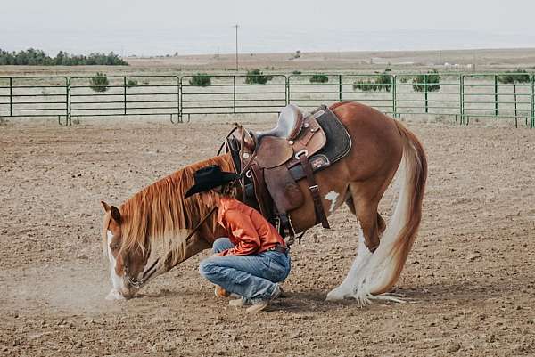 all-around-paint-horse