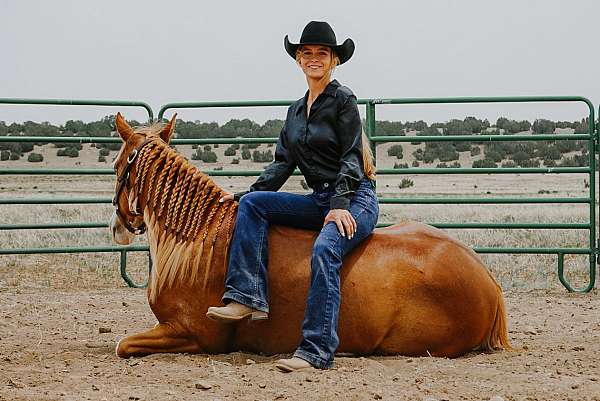 gelding