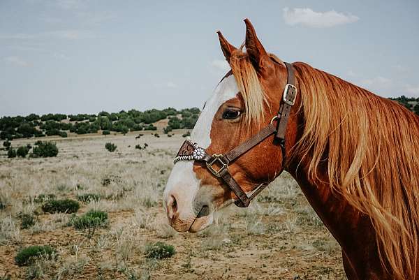 beginner-paint-horse