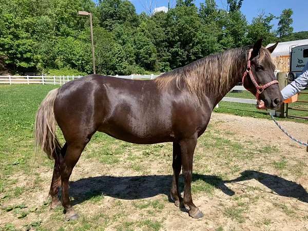 no-white-flaxen-mane-tail-horse