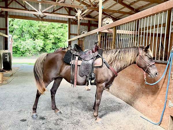 chocolate-no-white-flaxen-mane-tail-horse