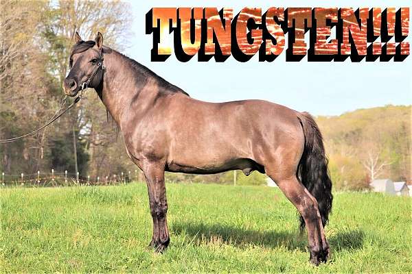 no-white-flaxen-mane-tail