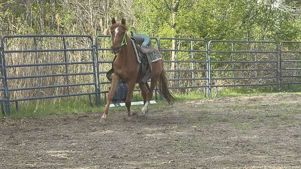 appaloosa-filly