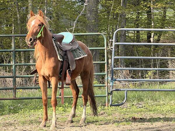 appaloosa-horse-for-sale