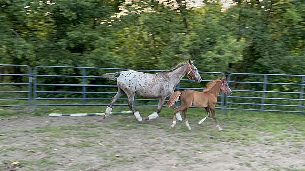 appaloosa-horse