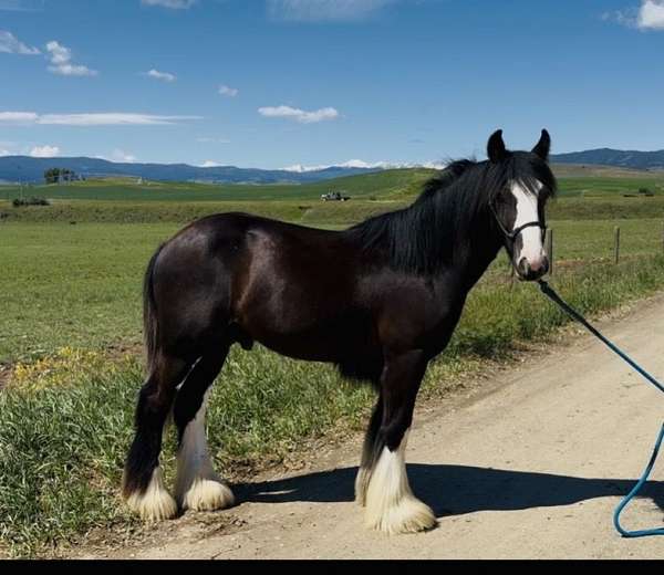 anderson-gypsy-vanner-horse