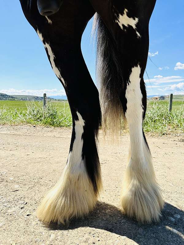 great-gelding-gypsy-vanner-horse